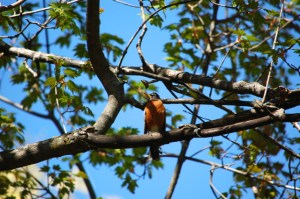 American robin