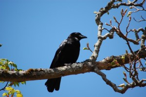 black crow...who rules the sky in these parts! I watched two chase a red-tail hawk out of their turf yesterday.