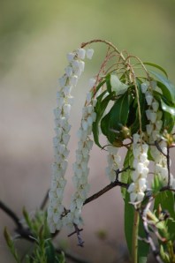 don't know this one either, but I love these delicate cascading bell-shaped blossoms