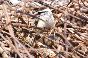 chickadee