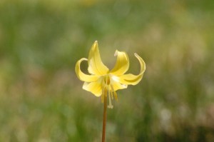 dog's-tooth violet