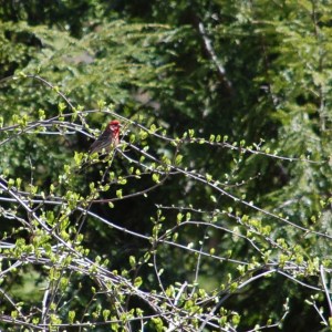 I think this is a purple or a house finch