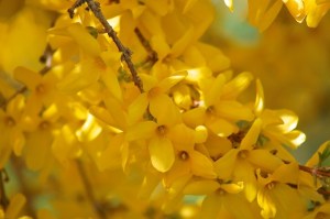 forsythia, up close