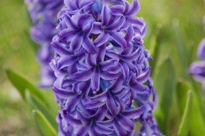 hyacinth