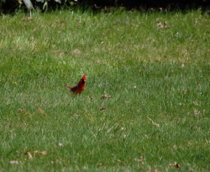 male cardinal