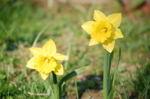 a pair of yellow daffodils
