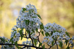 I don't know what this tree is but the blossoms are glorious!