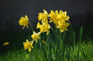 cluster of yellow daffodils