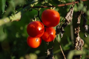 sun-warmed tomatoes!
