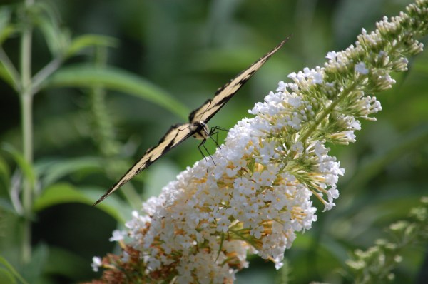 Eastern Tiger Swallowtail