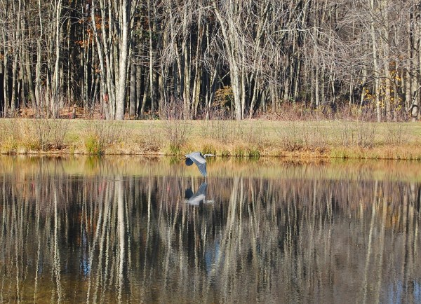 great-blue-heron-November