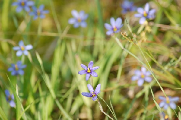 blue-eyed grass
