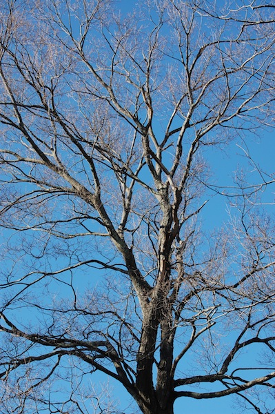naked boughs of spring by Mary McAvoy