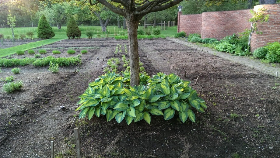hosta at base of fruit tree at Stevens Coolidge Place