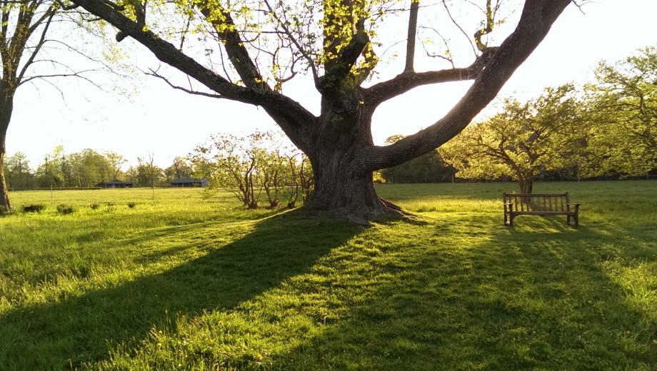 large old tree and shadows in afternoon sun at Stevens Coolidge Place