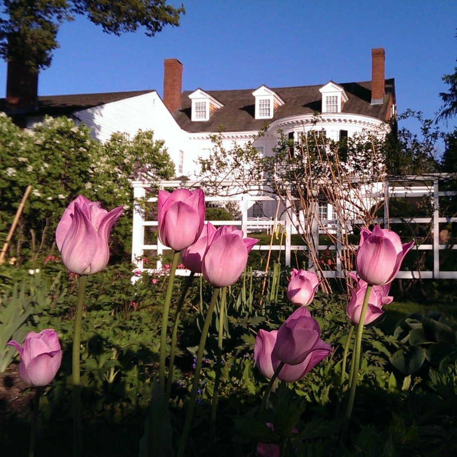 pink tulips at Stevens Collidge-Place