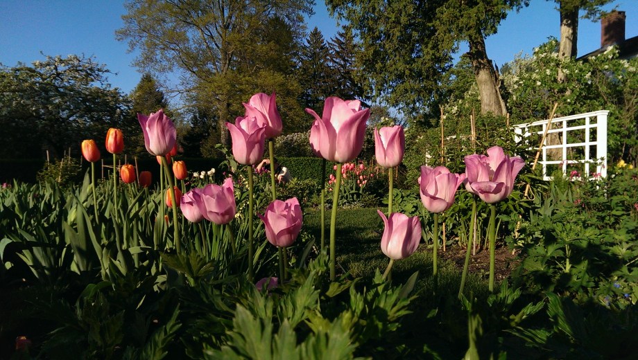 pink tulips at Stevens Coolidge Place