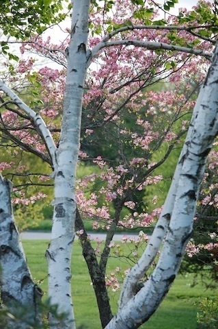 birch trees and pink blossoms beyond at Tower Hill Botanic Garden