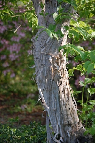peeling bark on tree at Tower Hill Botanic Garden