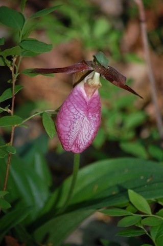 pink Lady's Slipper at Tower Hill Botanic Garden