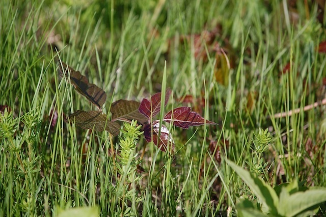 poison ivy leaves at Tower Hill Botanic Garden