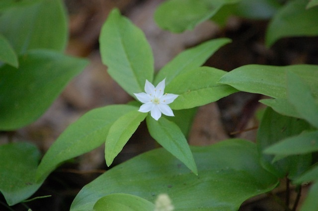 starflower at Tower Hill Botanic Garden