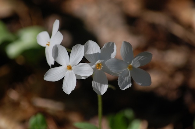 white phlox blossoms at Tower Hill Botanic Garden
