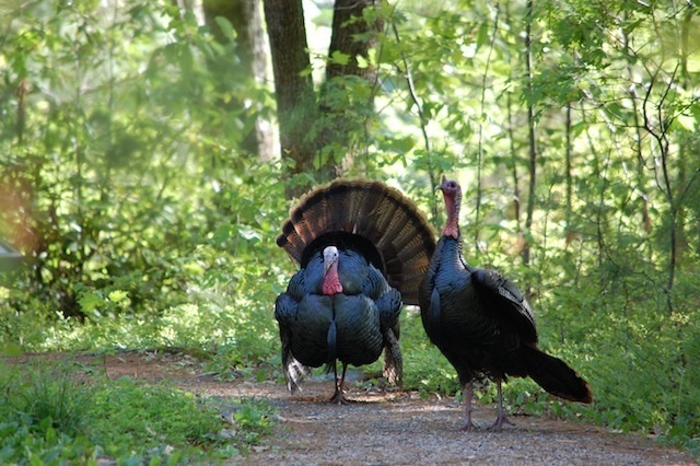 wild turkeys with fanning tail at Tower Hill Botanic Garden
