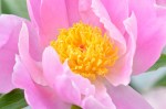 pink-peony