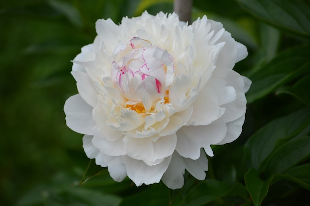 white peony