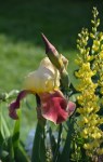 yellow-iris-blossom-and-bud