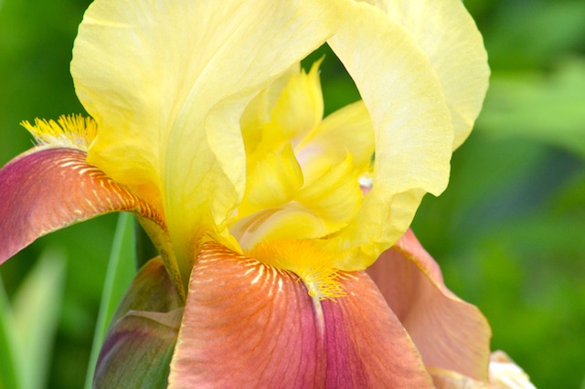 yellow iris up close