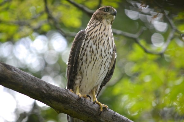 Juvenile Coopers Hawk perched on branch