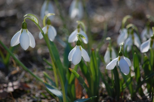 snowdrops - signs of spring
